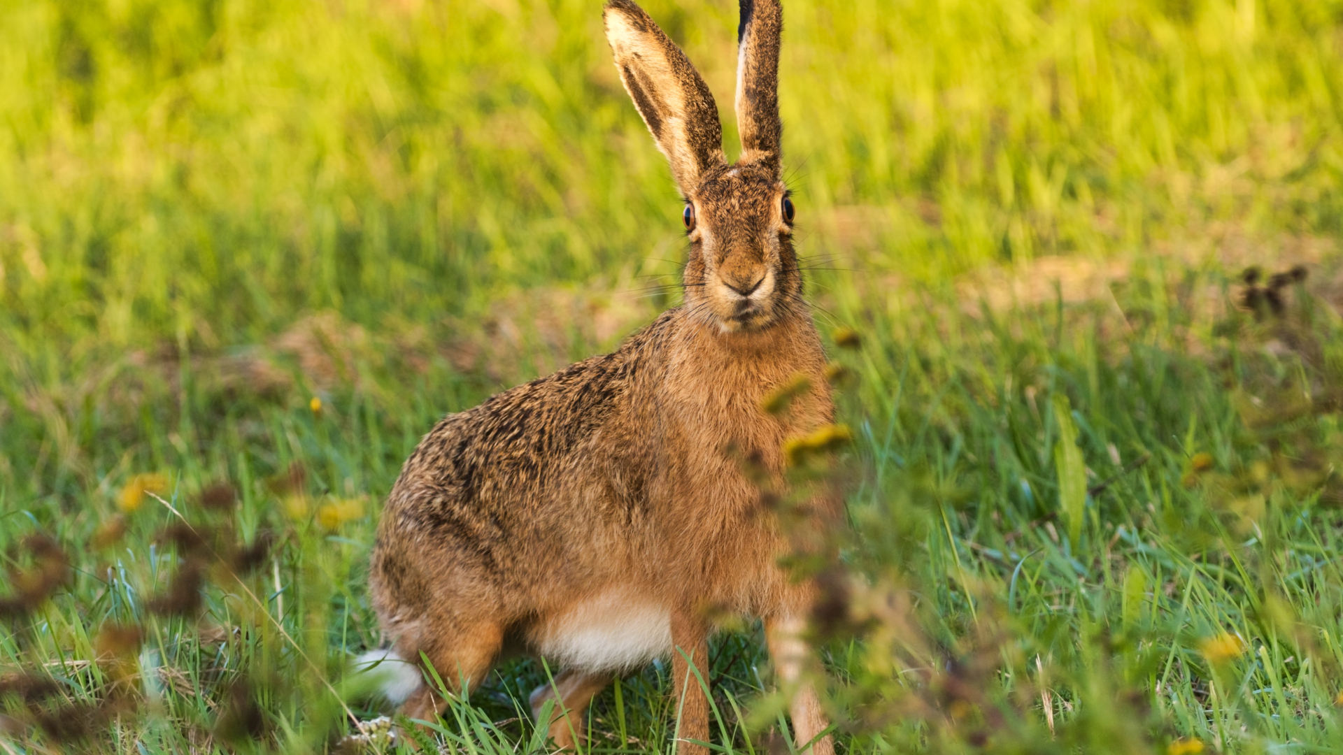 Antalet fall av harpest/tularemi har ökat