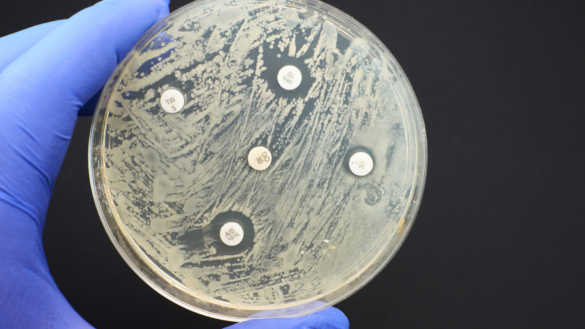 Antimikrobiell resistens uppmärksammas extra